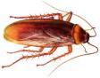 Blattella germánica Periplanetta americana y Blatta orientalis Control de Plagas