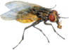 Mosca Domestica Control de Plagas