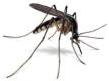 Aedes aegypti Anopheles, Aedes albifascitus Control de Plagas