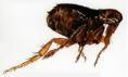 Ctenocephalides felis, Ctenocephalides canis y Pyles irritans Control de Plagas