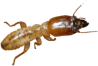 Lepisma saccharina y Thermobia domestica Control de Plagas