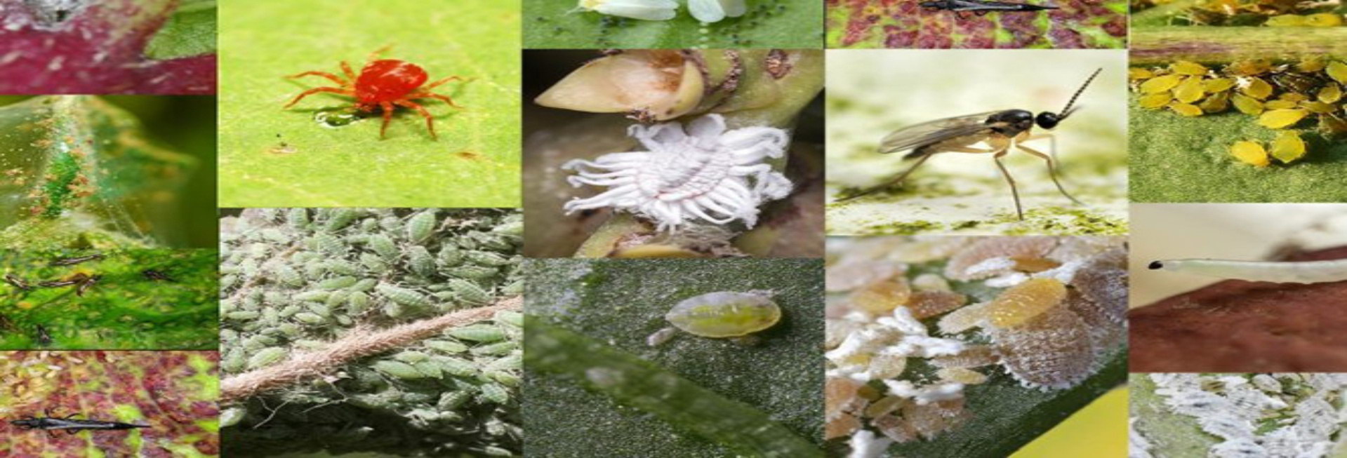 Insectos de plagas comunes, garrapata, pulgones, mosquito Control de Plagas
